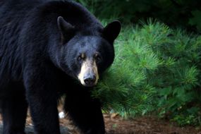 特写的黑熊在松树间行走