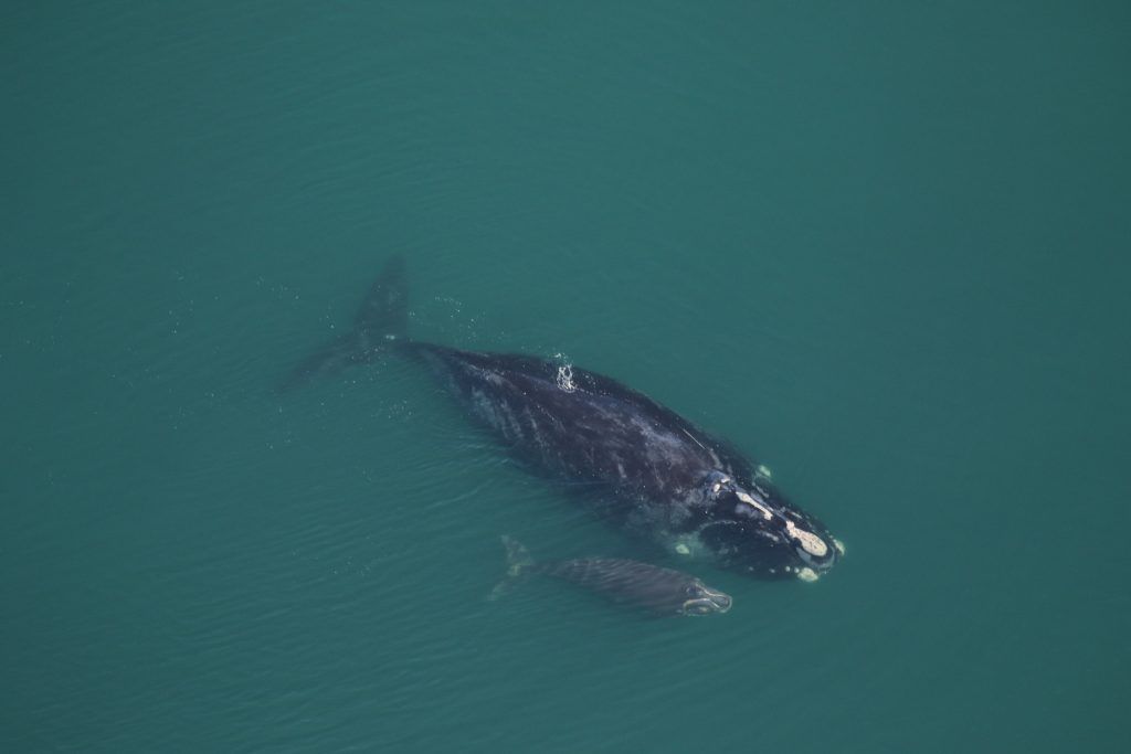 北大西洋露脊鲸幼崽和母鲸＂class=