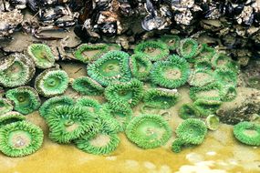 退潮时潮池中的海葵和海星。＂width=