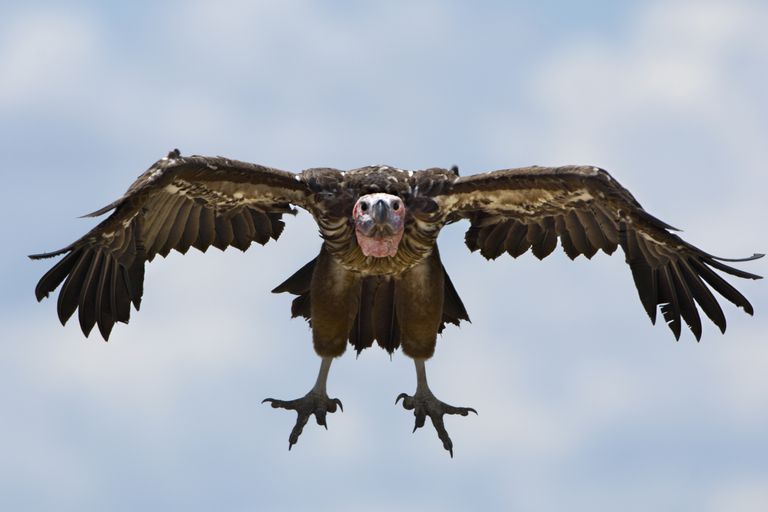 lappet的秃鹰降低了翅膀，看起来像是直接向您飞行。“class=