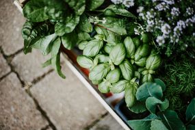 Fresh herbs grow in the garden