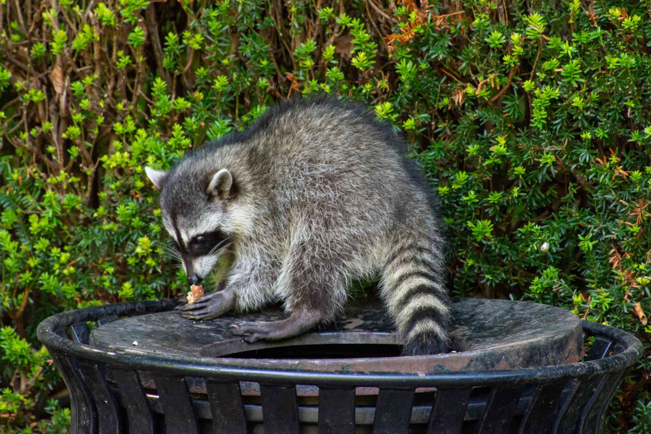 浣熊栖息在垃圾桶上吃从垃圾中取出的食物