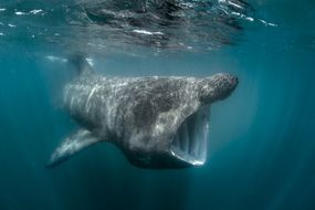 姥鲨(Cetorhinus马克西姆斯),水下视图,巴尔的摩、软木、爱尔兰”width=