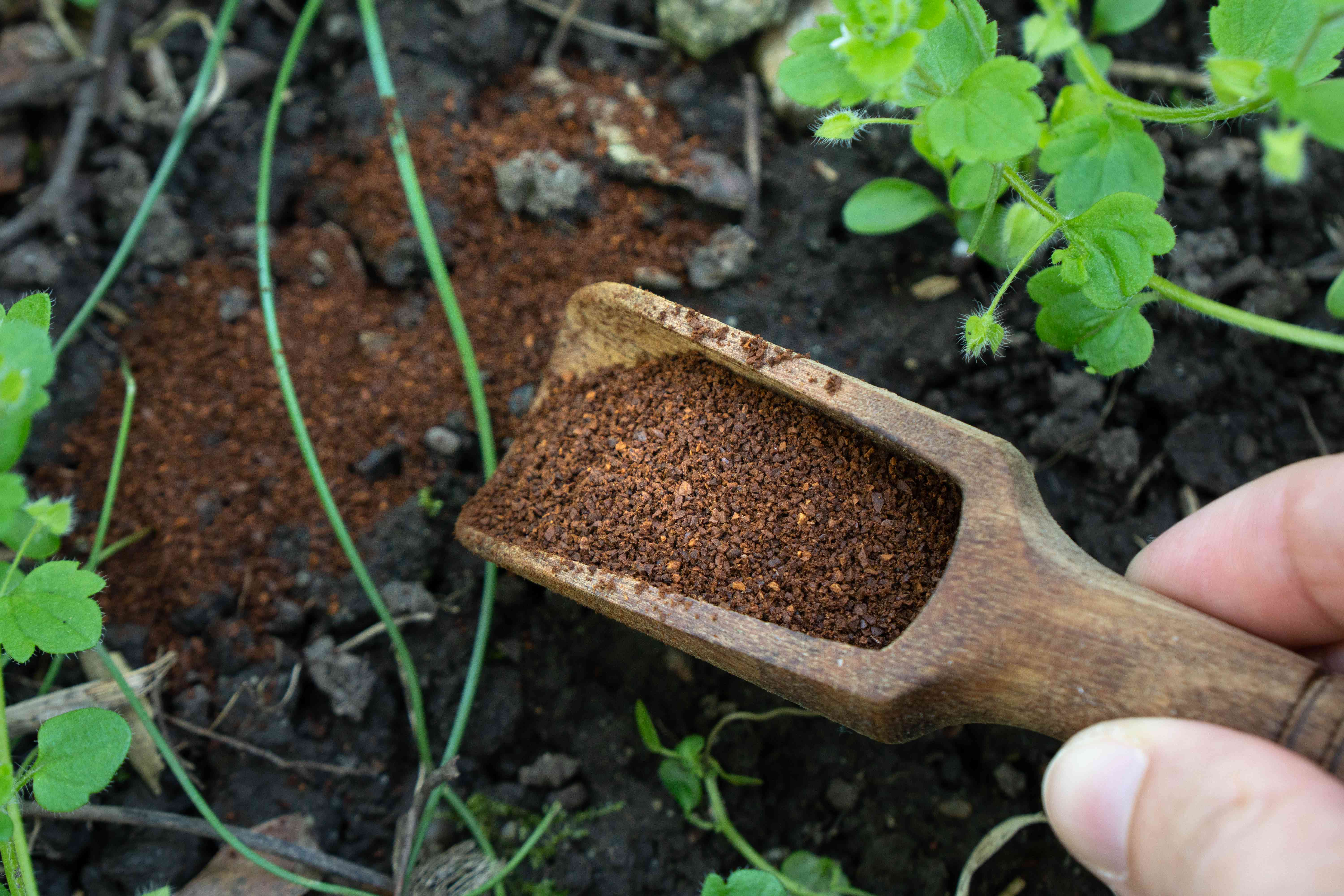与木制勺子的咖啡渣洒进黑色的土壤”width=
