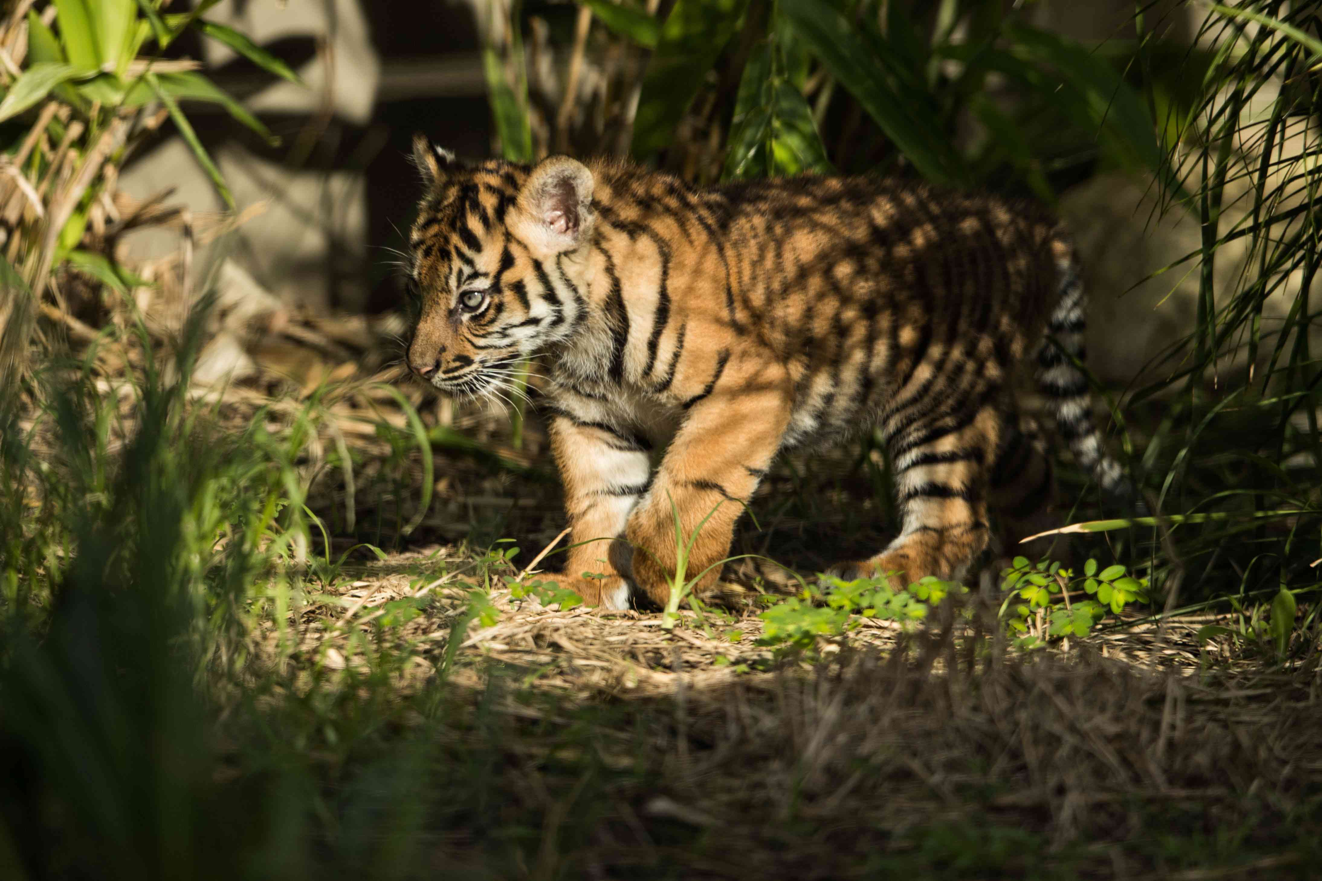 罕见的苏门答腊虎幼崽在塔朗加动物园公开亮相