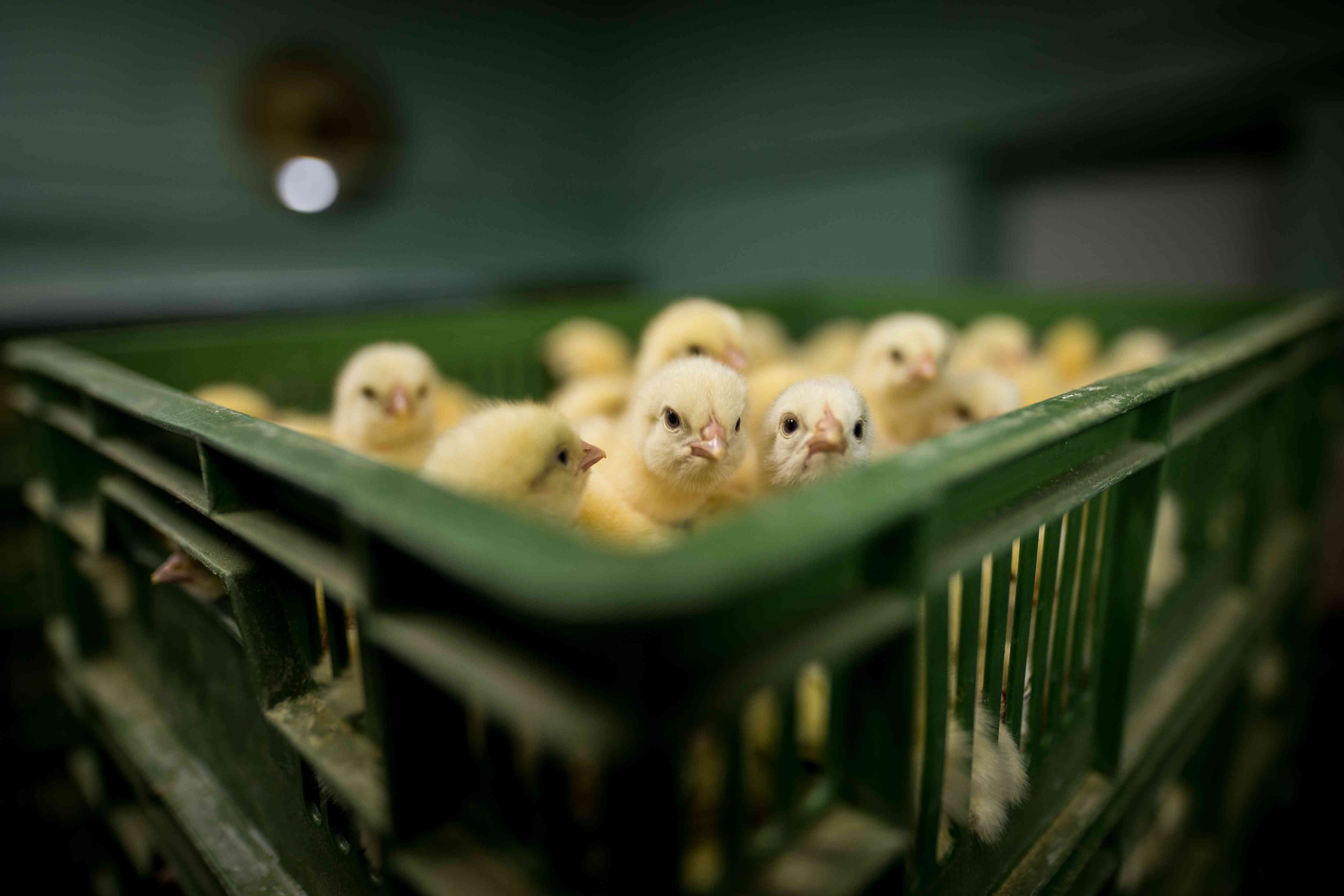 波兰的一家工业孵化场，刚出生一天的小鸡被装进板条箱。
