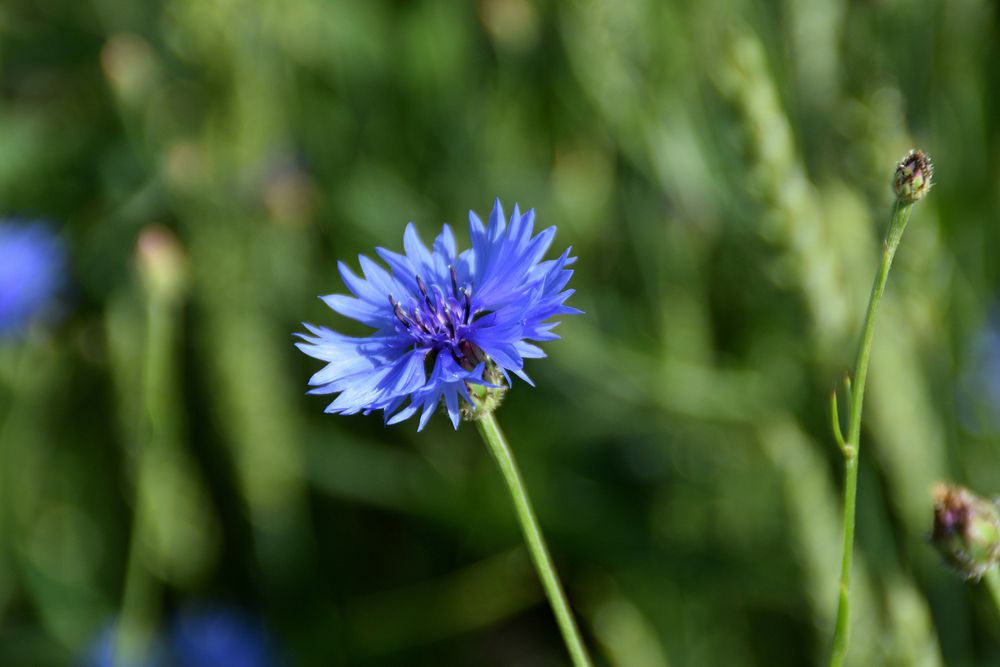 矢车菊