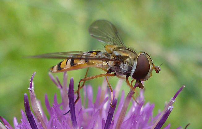 一只食蚜蝇停在一朵花上