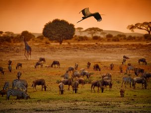非洲草原上各种大型动物。