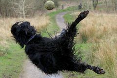 狗跳网球