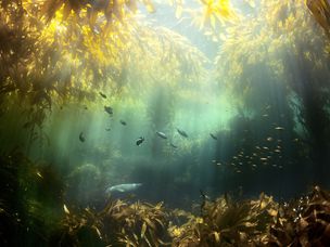海草和鱼在水中，圣克鲁斯岛，加利福尼亚州，美国