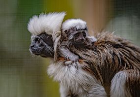 棉顶绢毛猴宝宝和父母