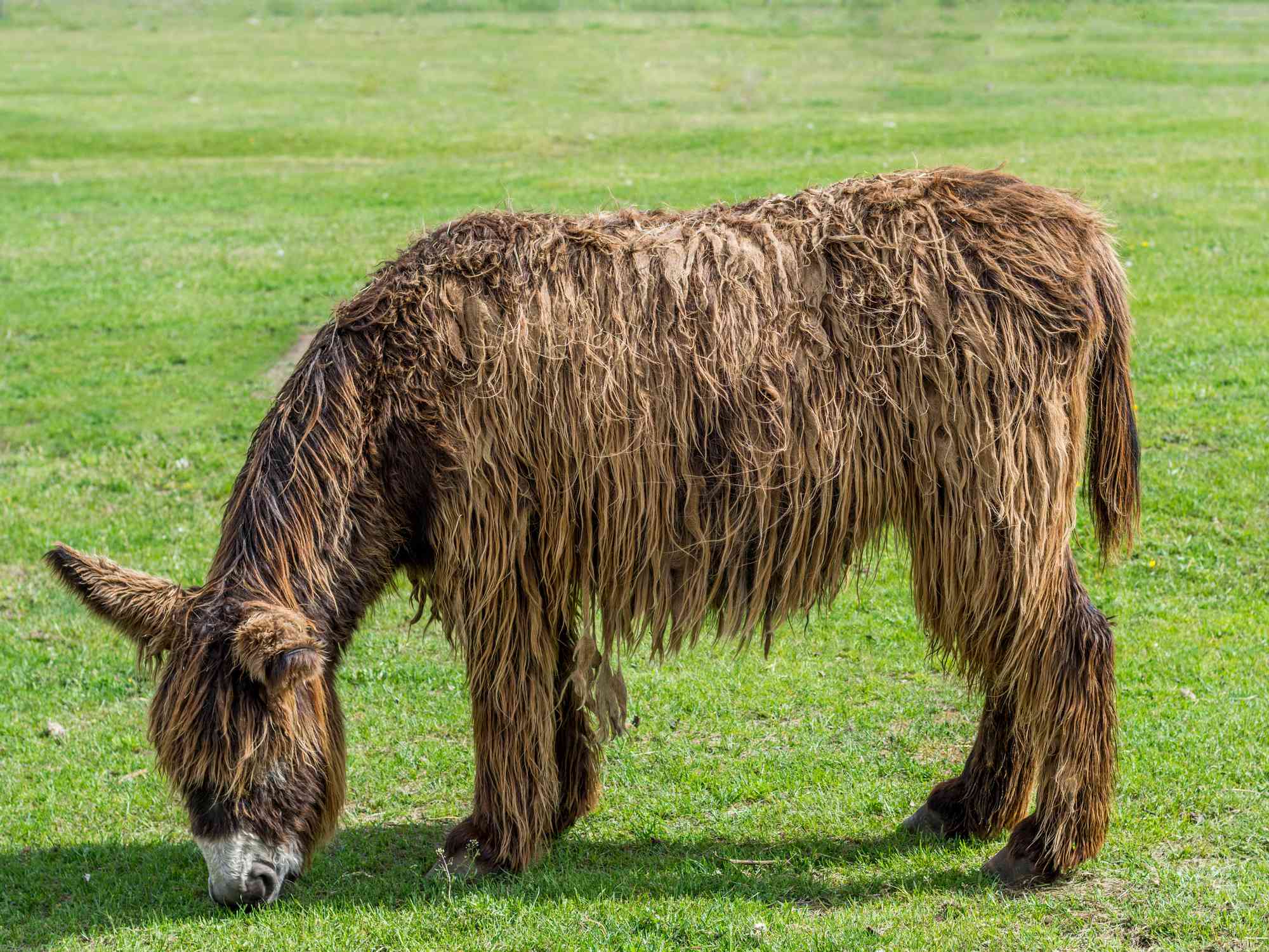 坡头驴吃草，棕色的毛又长又粗＂width=