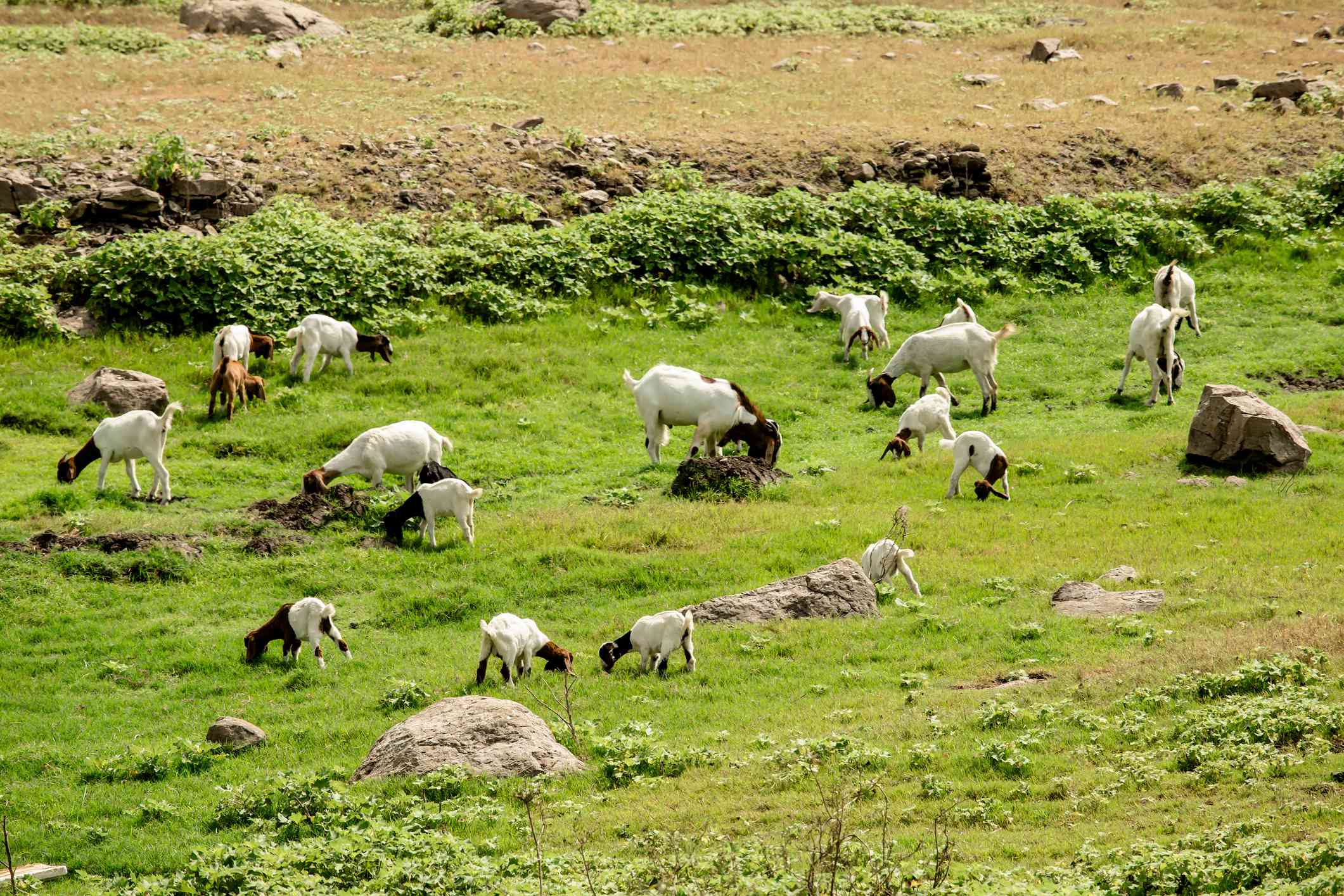 在绿色牧场上吃东西的山羊。