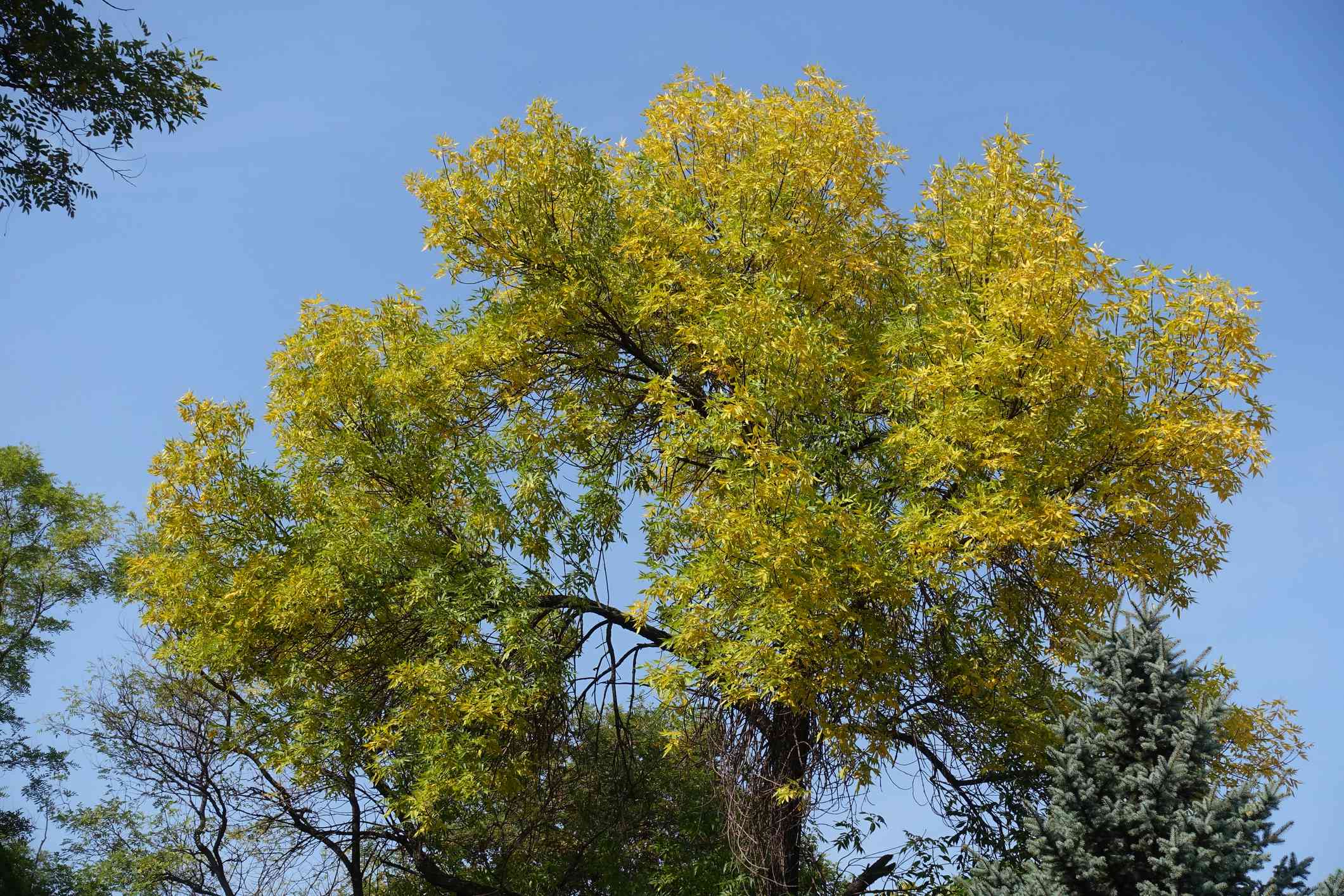 绿白蜡树上发黄的叶子。