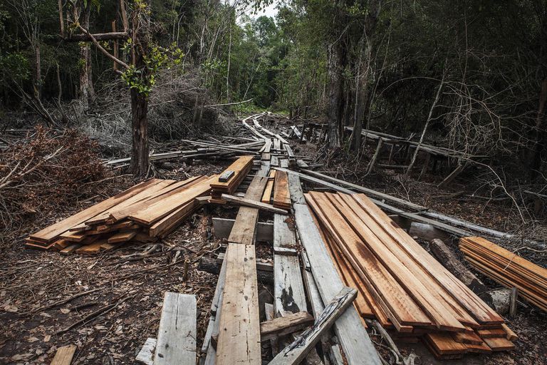 在印度尼西亚非法砍伐木材