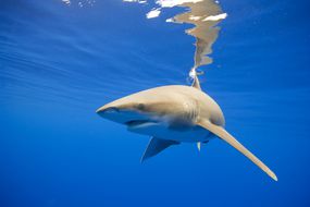 海洋白鳍鲨的水下视图＂width=