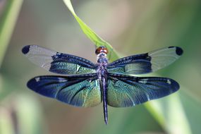 蜻蜓与美丽的翼“width=
