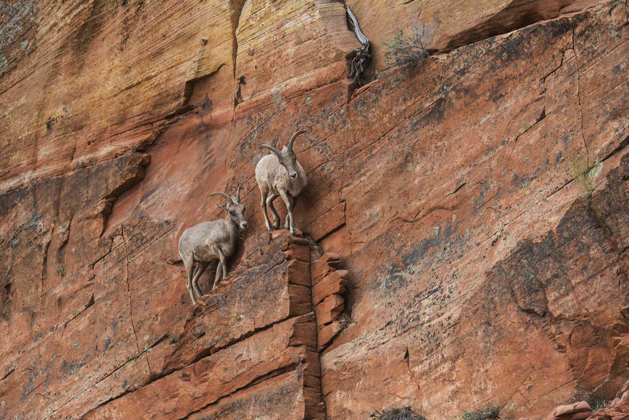 站在锡安国家公园岩石上的山羊“width=