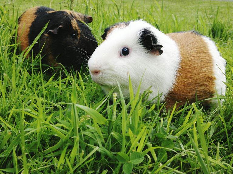 两只豚鼠，一只白色的棕色皮毛，另一只黑色的棕色皮毛，在高高的绿色草地上＂class=