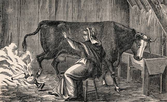 凯瑟琳·奥利里夫人和她的牛的插图“width=