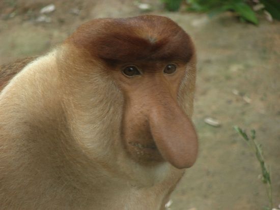 长鼻猴长有深棕色皮毛的头，棕褐色的身体，大而平的桨形鼻子
