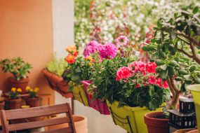 在阳台上的花盆中生长的五颜六色的花朵“width=