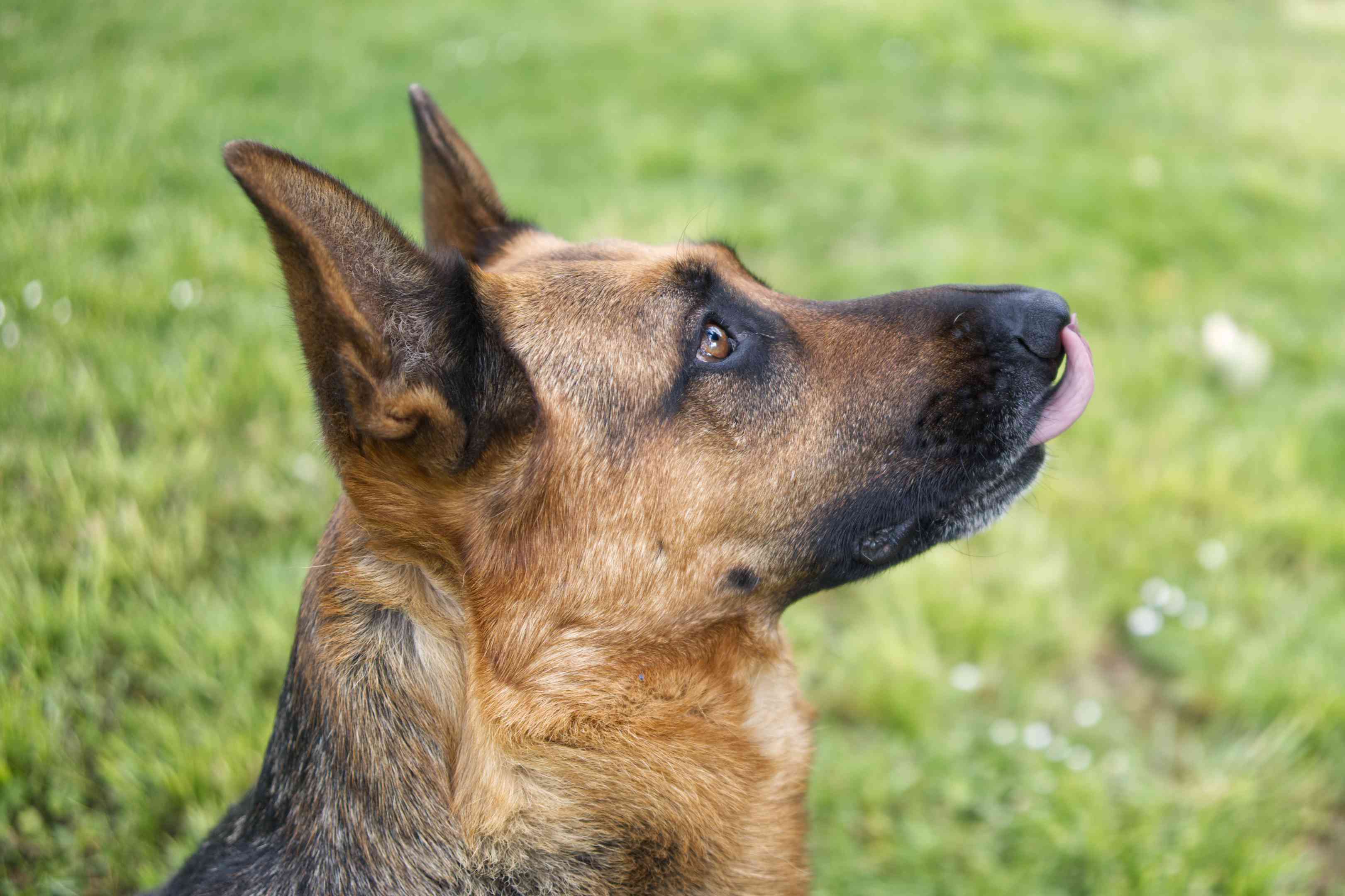 在草地上伸出舌头的德国牧羊犬的侧面