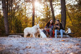 日落在智能手机上玩耍时在狗公园的两个女人，而白狗的嗅探