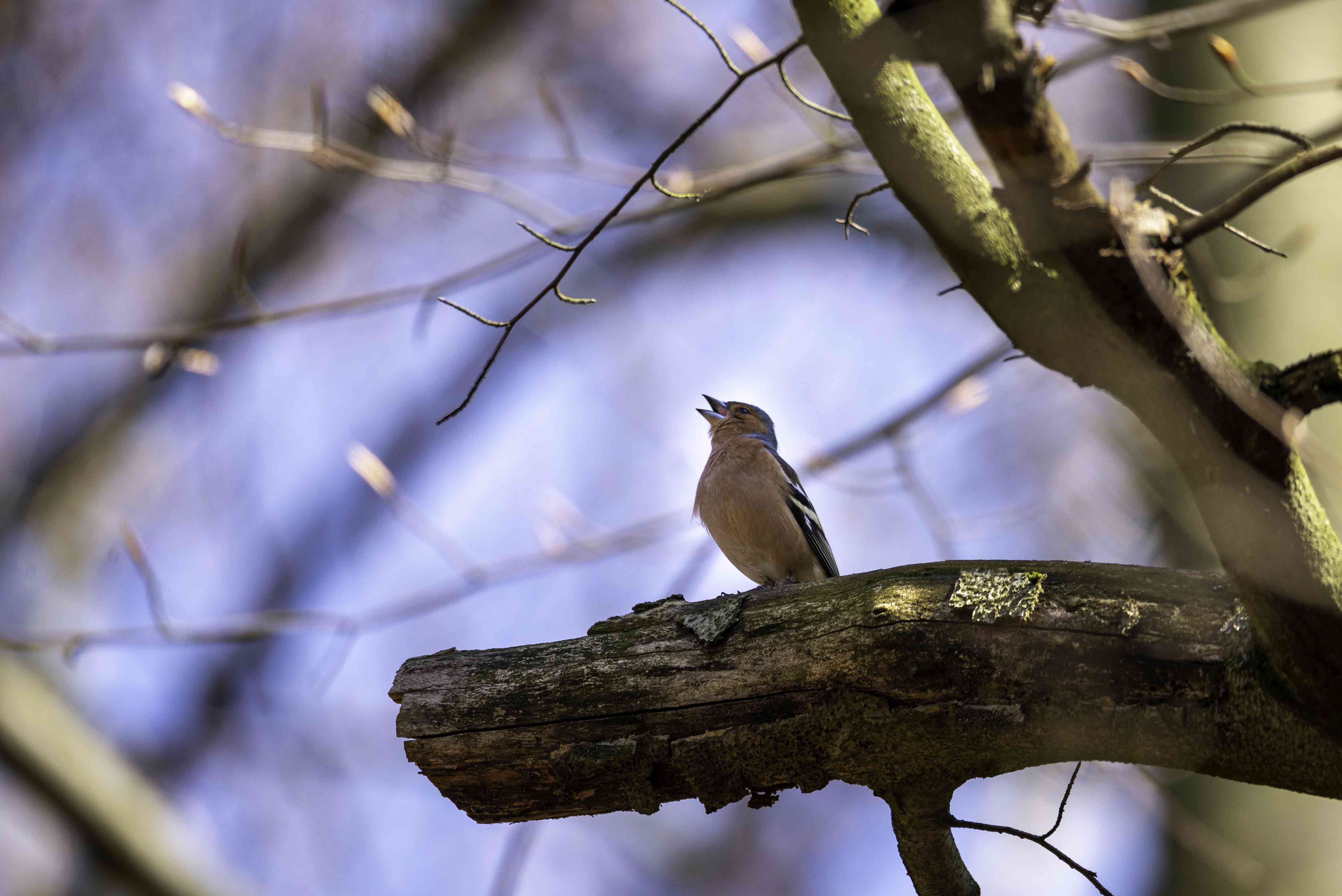 一只小欧洲苍头燕雀坐在树上唱歌