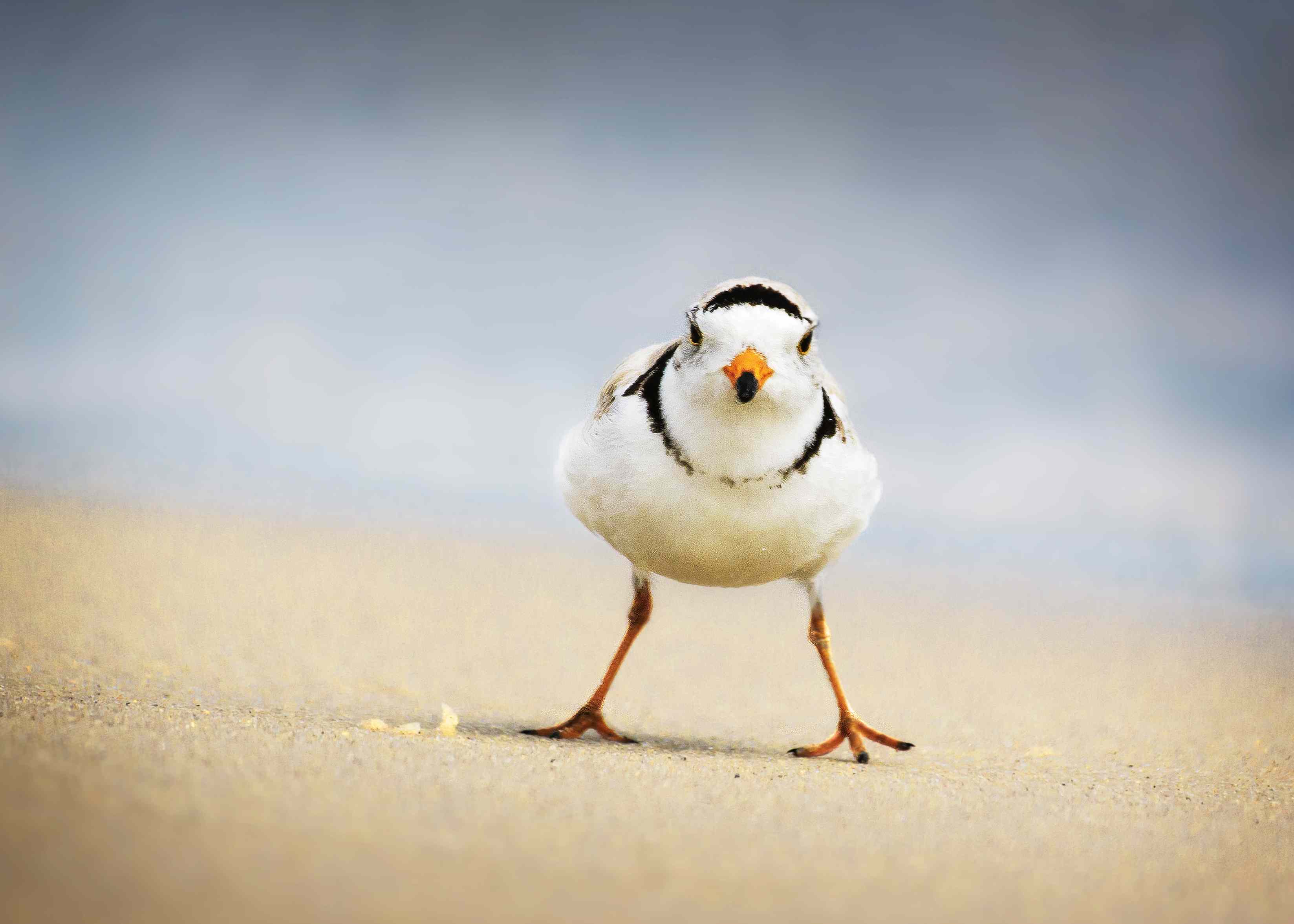一只长着亮橙色的腿和橙色的嘴的鸭站在海滩上。