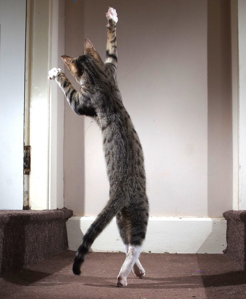 “跳舞的猫”