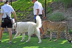 Shiley the Cheetah（acinonyx jubatus）他的犬类同伴，Yeti Anatolian Shepherd在加利福尼亚州Escondido的圣地亚哥动物园野生动物园公园拍摄