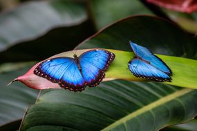 两只蓝色大闪蝶在一片绿叶上休息