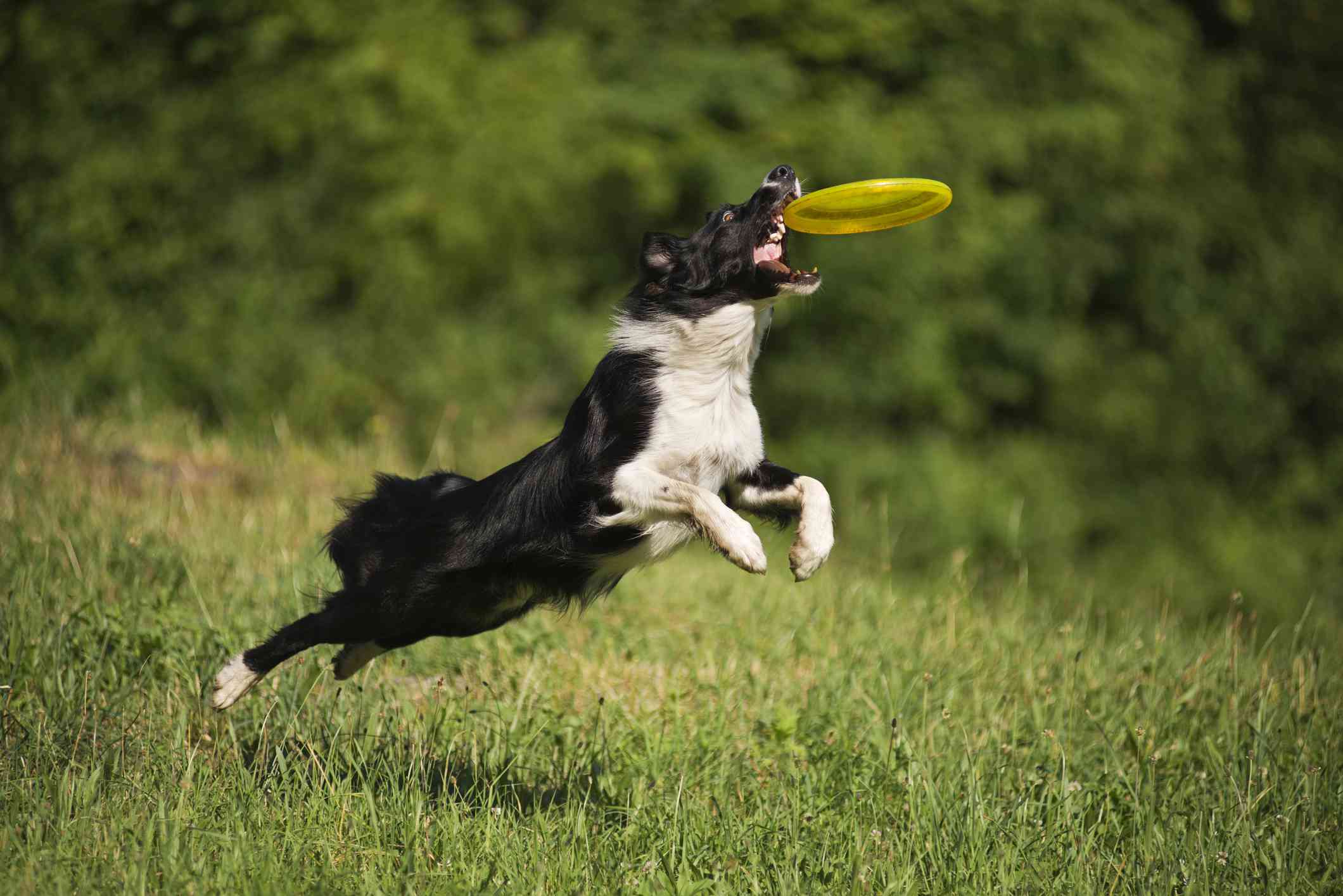 博德牧羊犬从绿色的草地上跳起来，用嘴叼起一个黄色的飞盘