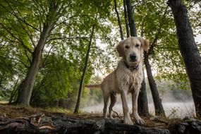 金毛猎犬在树林里