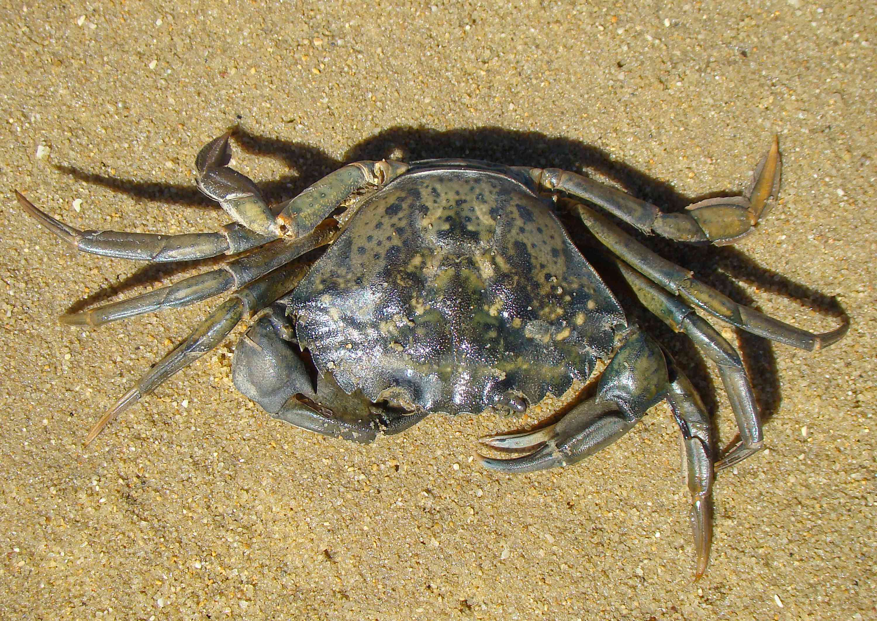 绿色螃蟹（Carcinus maenas）