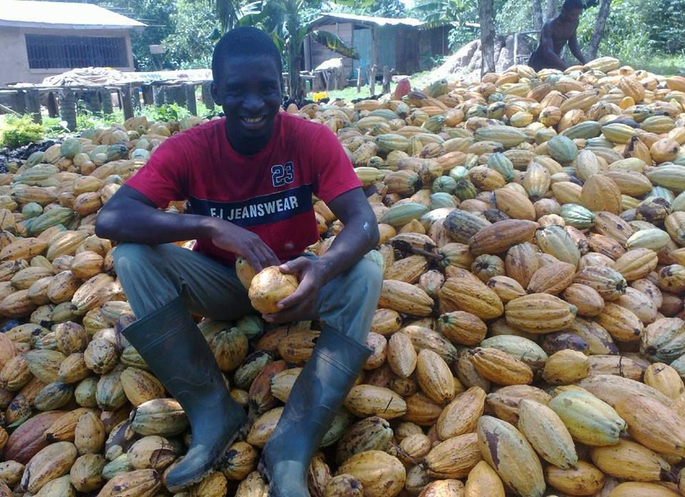 加纳种植可可的农民