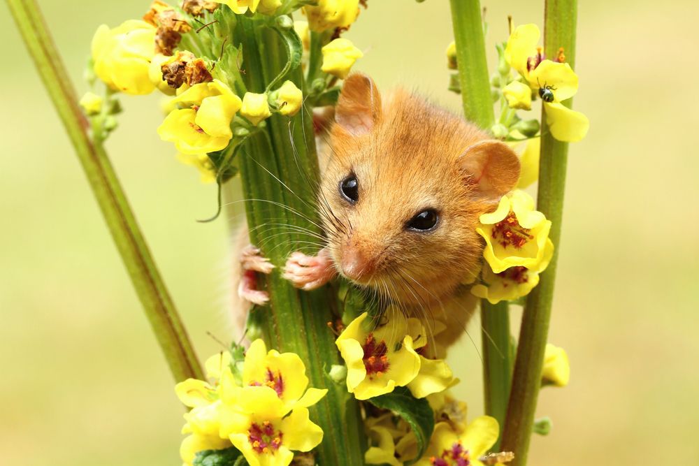 一只睡鼠透过黄色的花朵偷看＂width=
