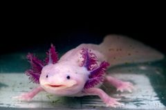 Axolotl墨西哥Salamander肖像水下肖像