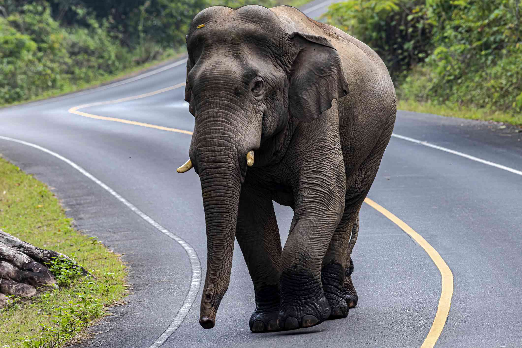 印度大象越过泰国铺好的道路