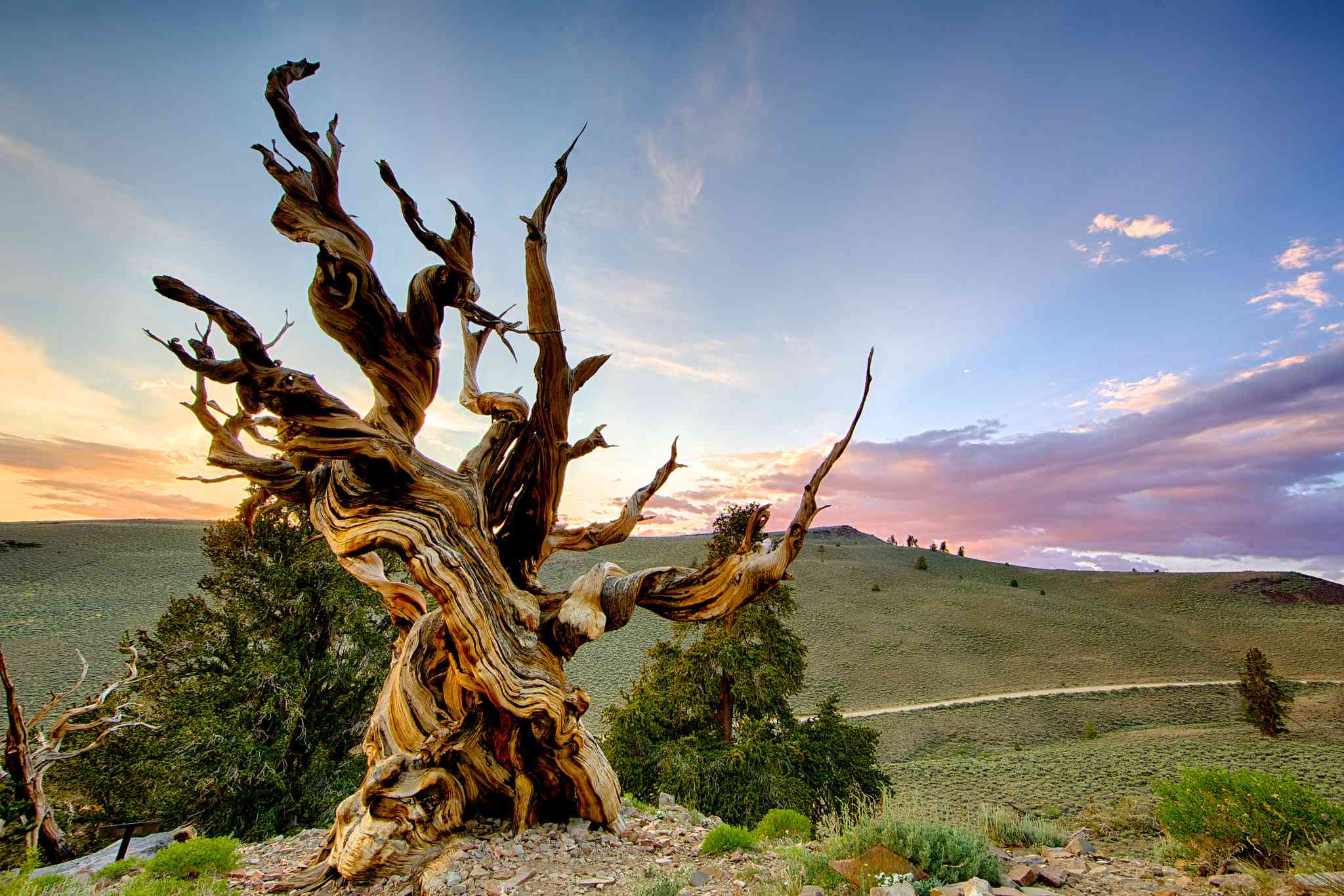 Methuselah树，Bristlecone Pine配上山丘，在背景中日落“width=