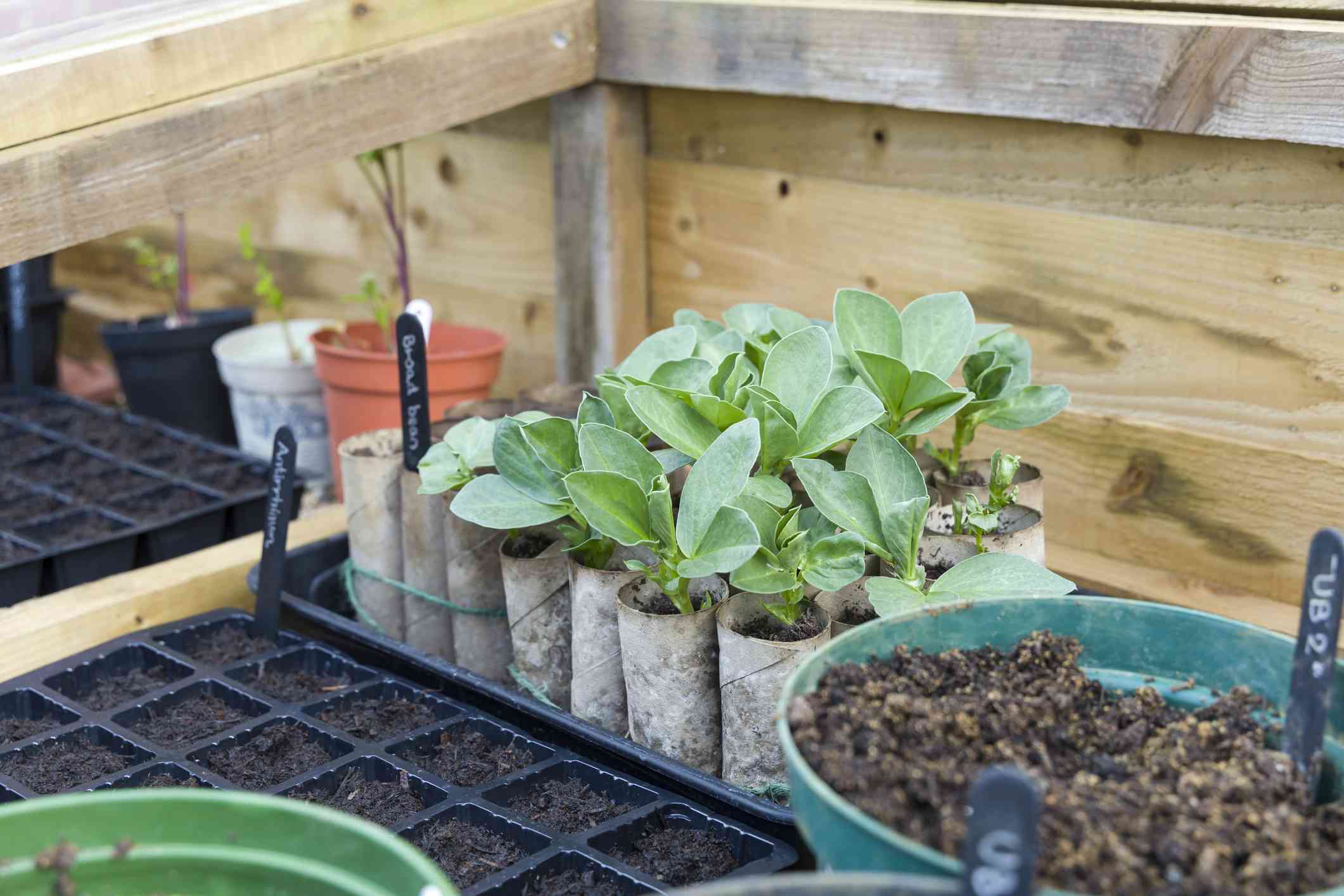 Seedlings and seed starting equipment in a cold frame