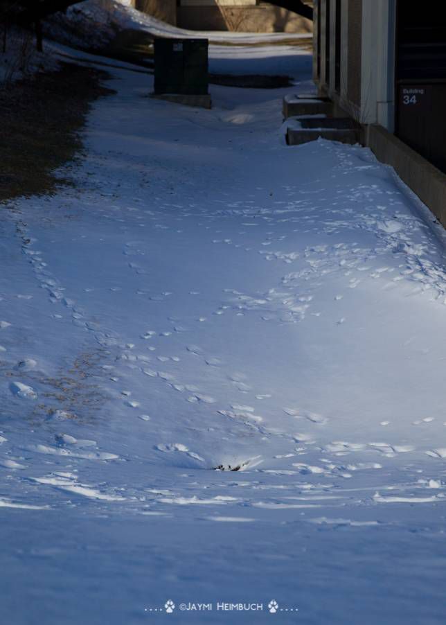 雪地上有动物的足迹