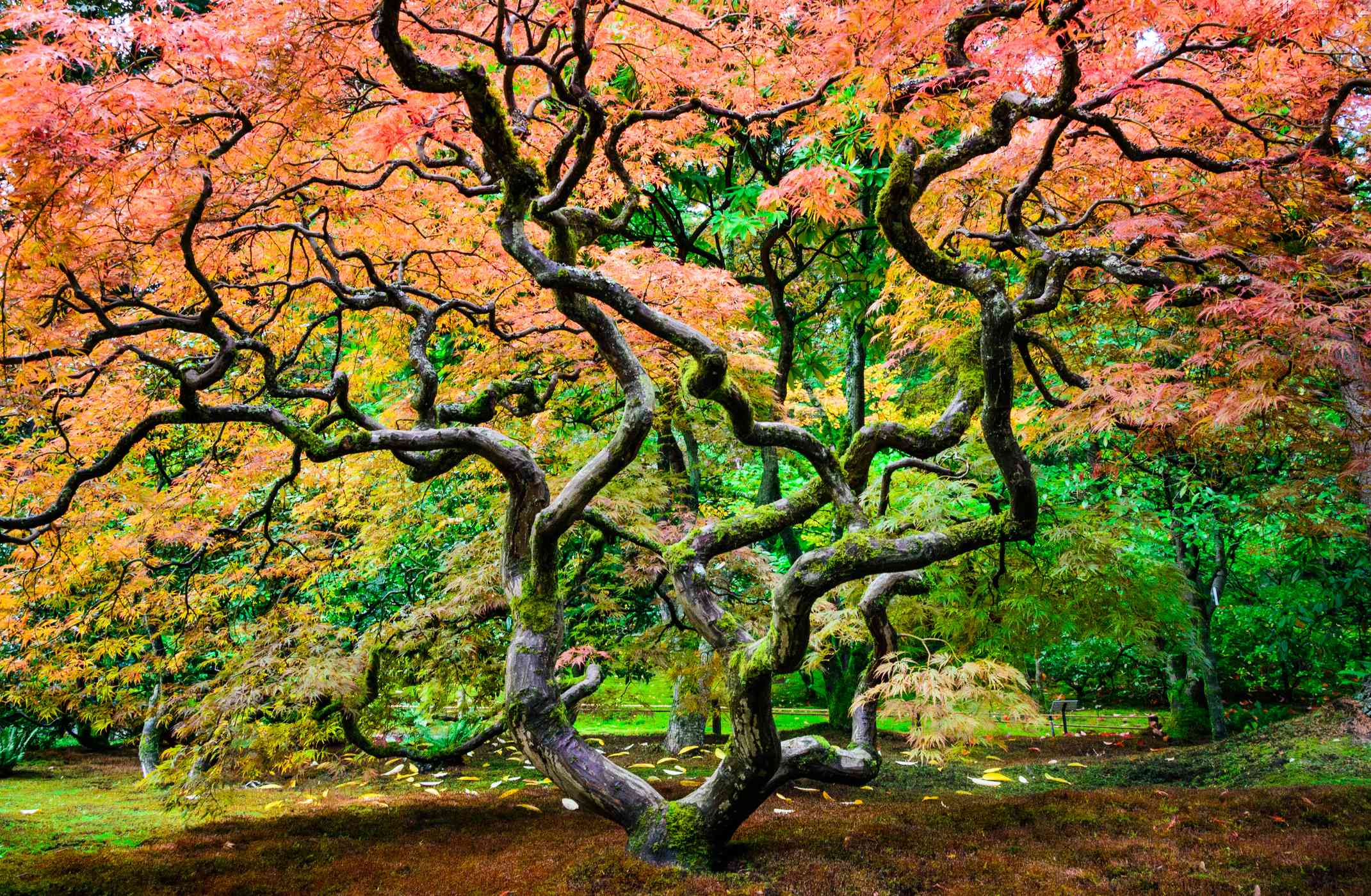 一个日本枫树。