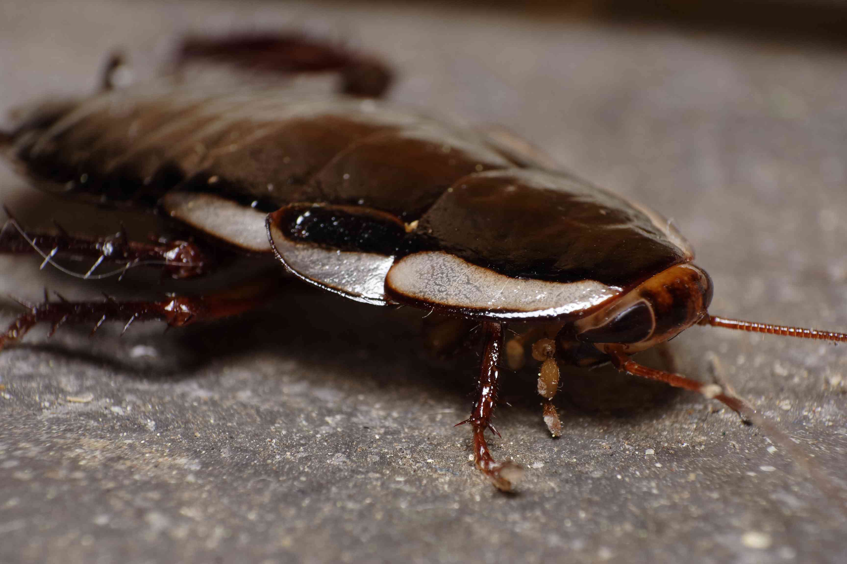 澳大利亚蟑螂(Periplaneta australasiae)”width=