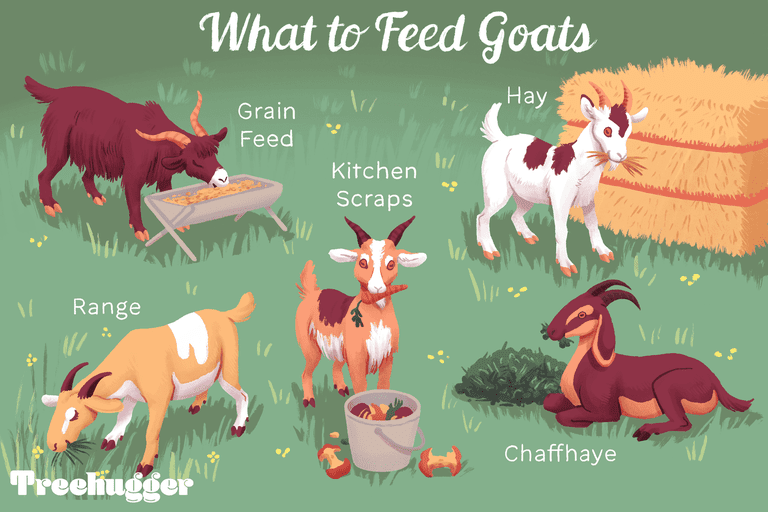喂山羊的东西：谷物饲料，范围，谷壳，厨房废料，干草