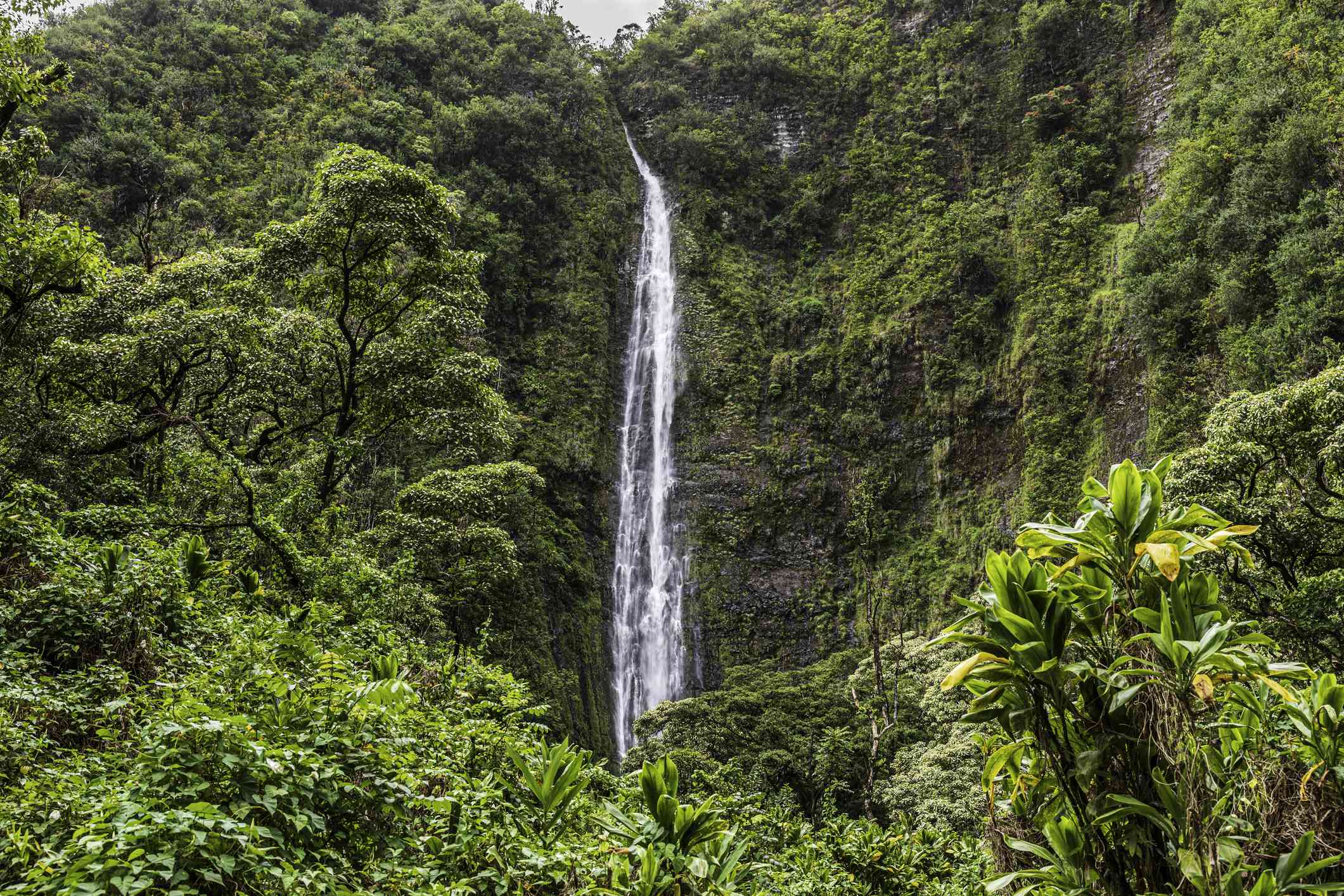 Waimoku瀑布位于Kipahulu区Pipiwai步道的尽头＂width=