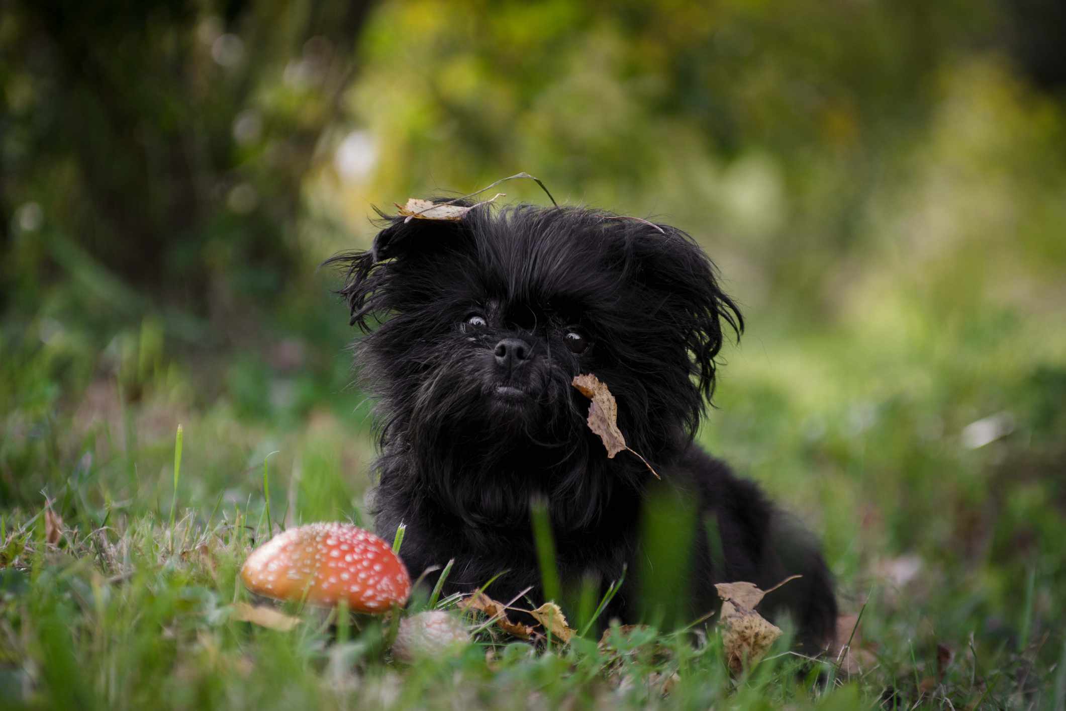 坐在草地上的黑色affenpinscher＂width=