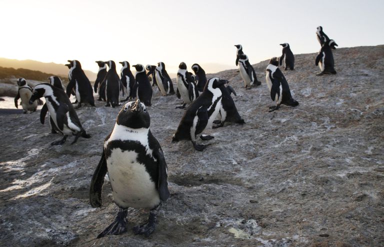 博尔德海滩企鹅在南非吸引游客＂class=